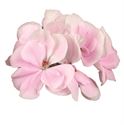 Afbeelding van Geranium Staand P12 Dolce vita karen